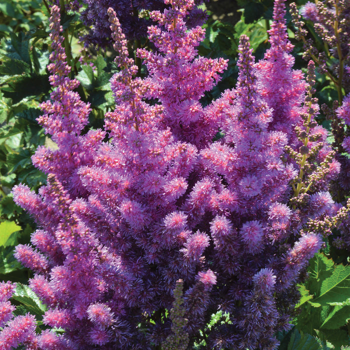  Black Pearls&reg; Astilbe