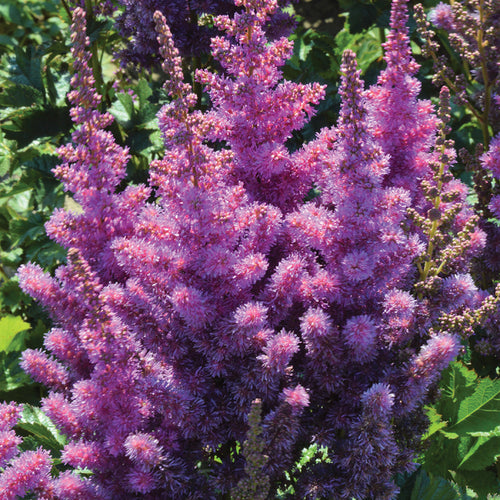  Black Pearls&reg; Astilbe