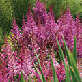  Maggie Daley Astilbe