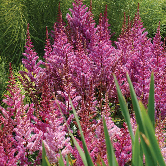 Maggie Daley Astilbe