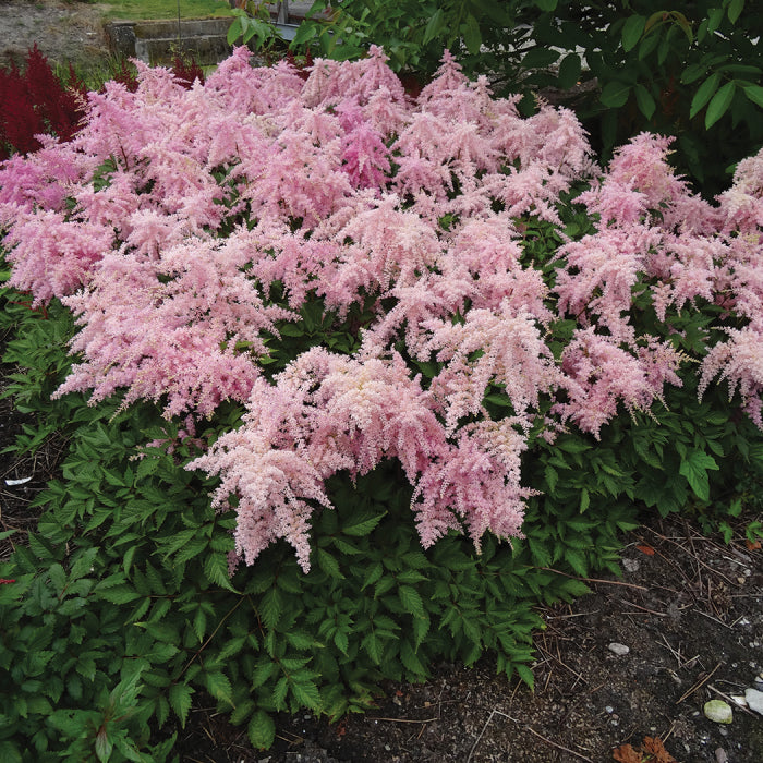  Fireworks Pink Astilbe