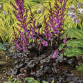  Dark Side Of The Moon Astilbe