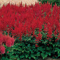  Montgomery Astilbe