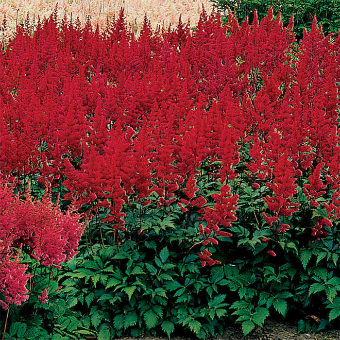  Montgomery Astilbe