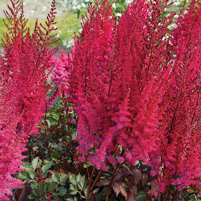  Mighty Chocolate Cherry Astilbe