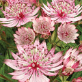  Sparkling Stars Pink&reg; Astrantia