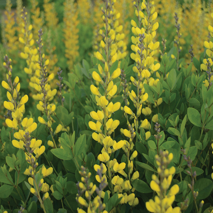  American Goldfinch Baptisia