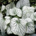  Alexander's Great Brunnera