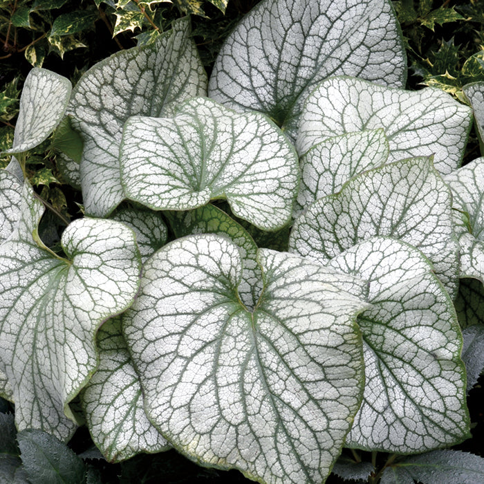  Alexander's Great Brunnera