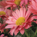  Mammoth&trade; Coral Daisy Chrysanthemum