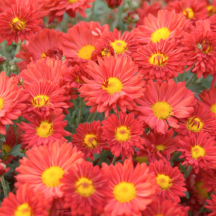  Mammoth&trade; Dark Bronze Chrysanthemum