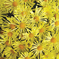  Mammoth&trade; Yellow Quill Chrysanthemum