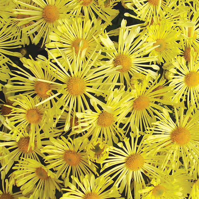  Mammoth&trade; Yellow Quill Chrysanthemum