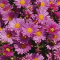  Mammoth&trade; Lavender Daisy Chrysanthemum