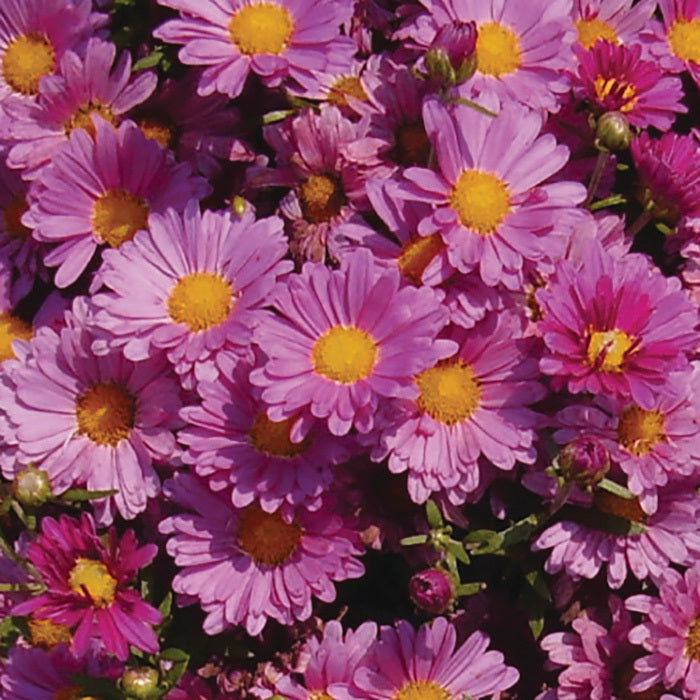  Mammoth&trade; Lavender Daisy Chrysanthemum