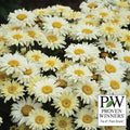  Banana Cream II Shasta Daisy