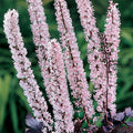  Pink Spike Actaea