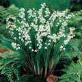  White Lily Of The Valley