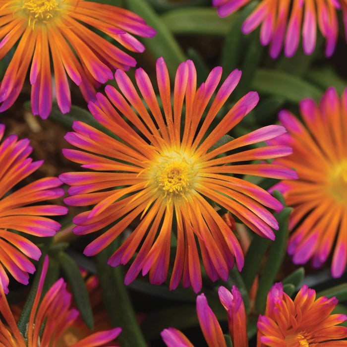  Ocean Sunset&trade; Orange Glow Ice Plant