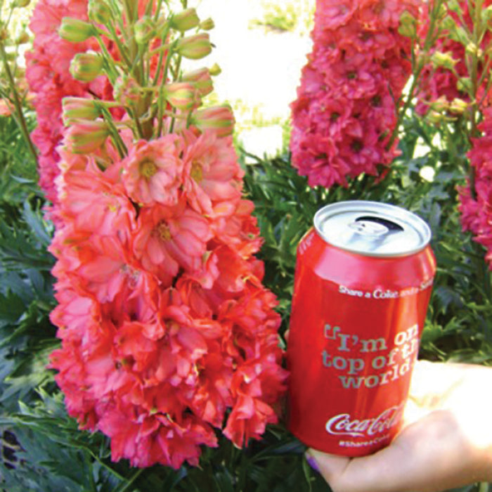 Red Lark Delphinium