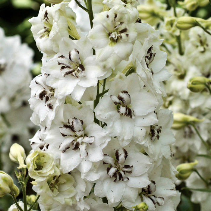 Black Eyed Angels Delphinium