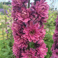  Highlander&reg; Flamenco Delphinium