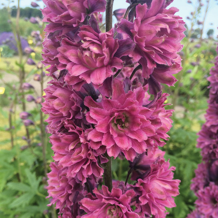  Highlander&reg; Flamenco Delphinium