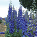  Cobalt Dreams Delphinium