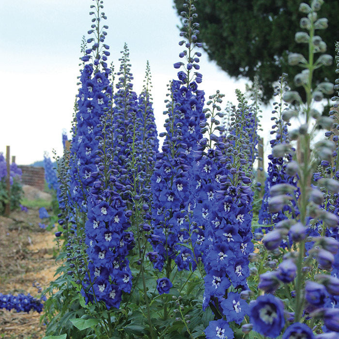  Cobalt Dreams Delphinium