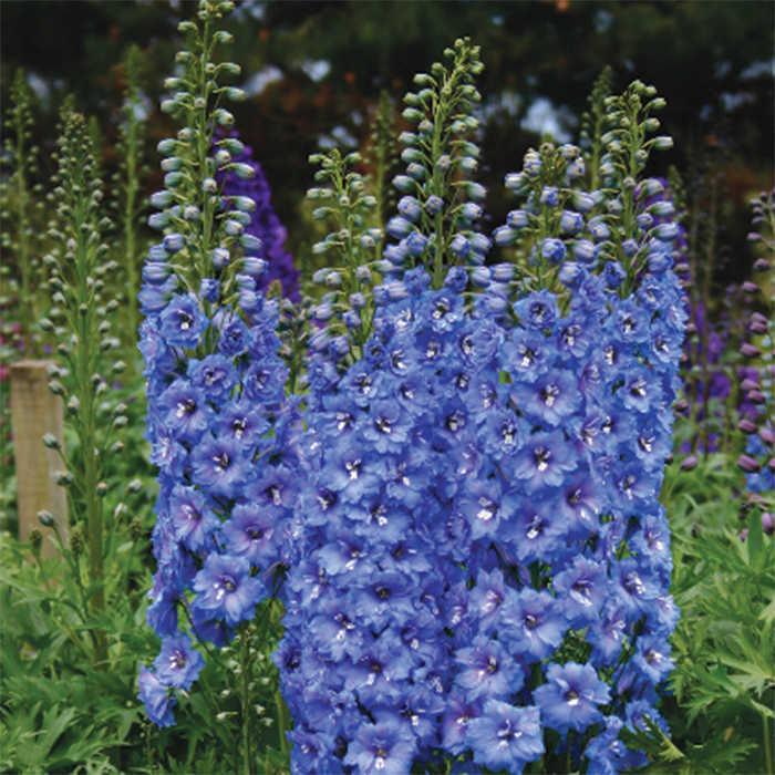  Blue Lace Delphinium