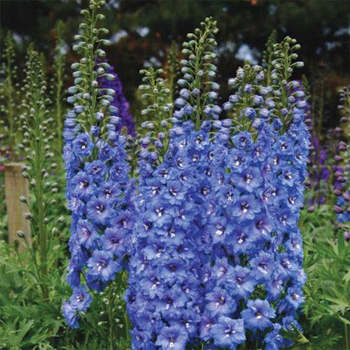  Blue Lace Delphinium