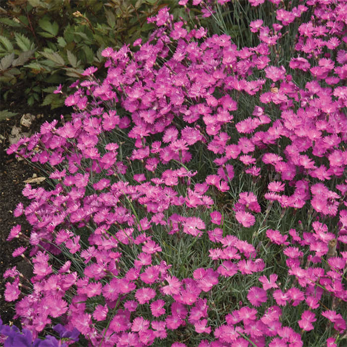  Firewitch Dianthus