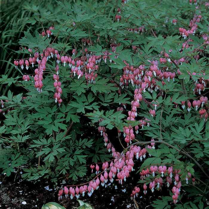  Giant Pink Bleeding Heart