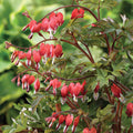  Giant Valentine&reg; Bleeding Heart