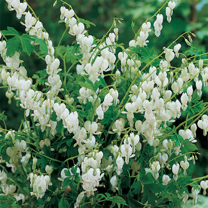  Giant White Bleeding Heart