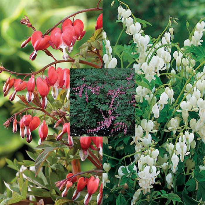  Giant Bleeding Heart Offer