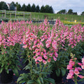  Arctic Fox Rose Foxglove