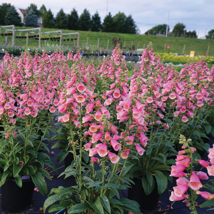  Arctic Fox Rose Foxglove