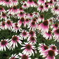  Pretty Parasols Echinacea