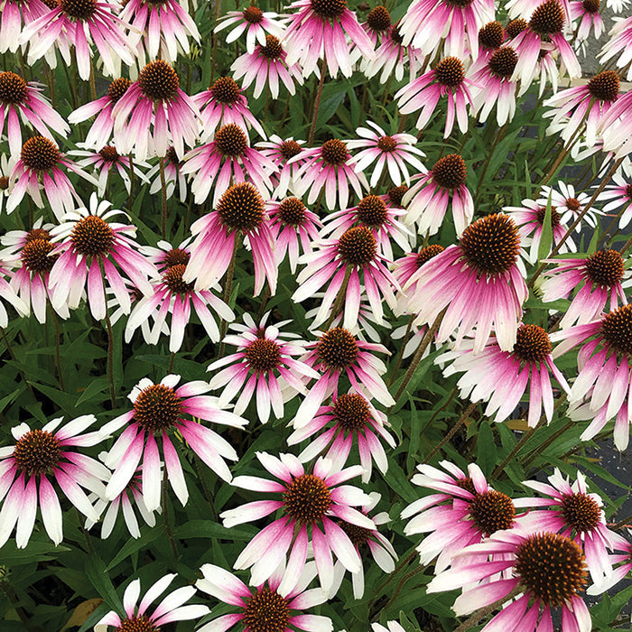  Pretty Parasols Echinacea