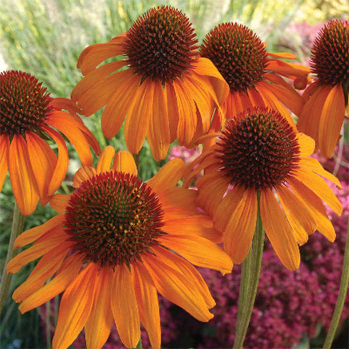  Tiki Torch Echinacea