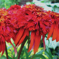  Hot Papaya Coneflower