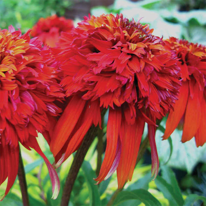  Hot Papaya Coneflower