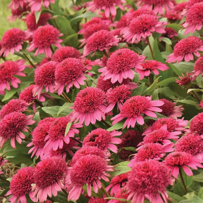  Double Coded&trade; Raspberry Beret Echinacea