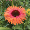 Echinacea Offer #2