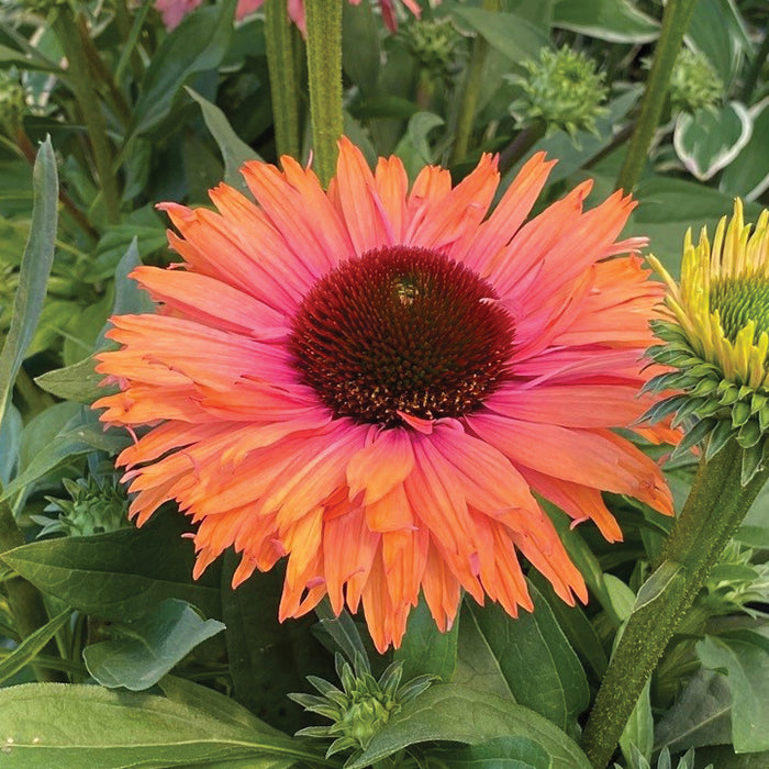  Echinacea Offer #2