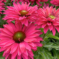  SunSeekers Sweet Fuchsia Echinacea