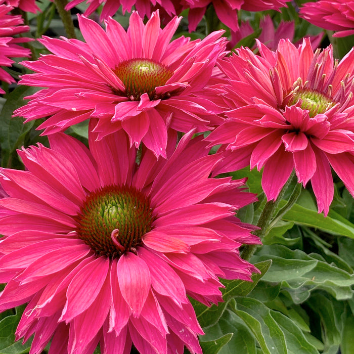  SunSeekers Sweet Fuchsia Echinacea