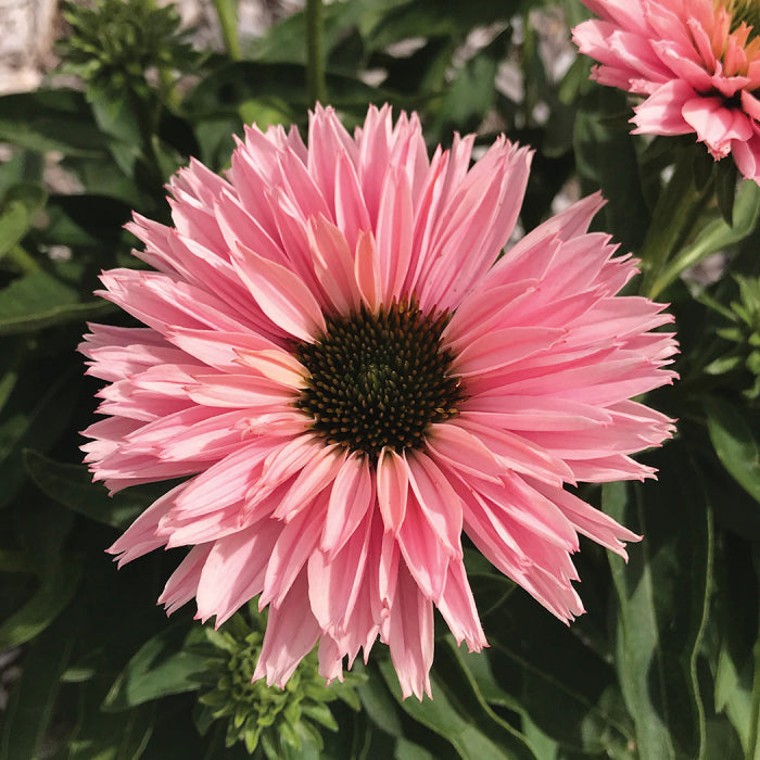  Sunseekers Salmon Echinacea