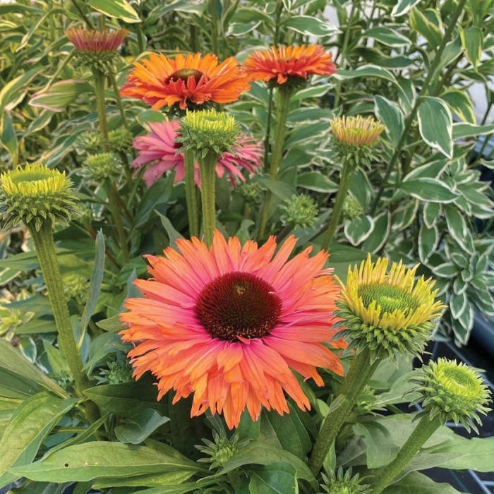  SunSeekers Rainbow Echinacea